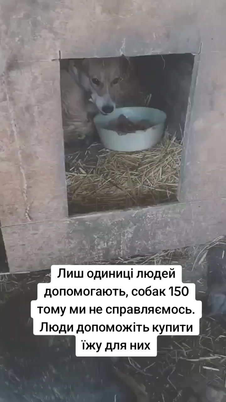 @tvarinkidobra