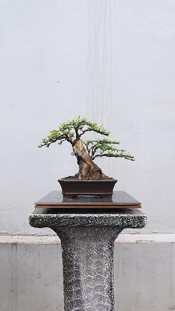 @Bonsai Mungil