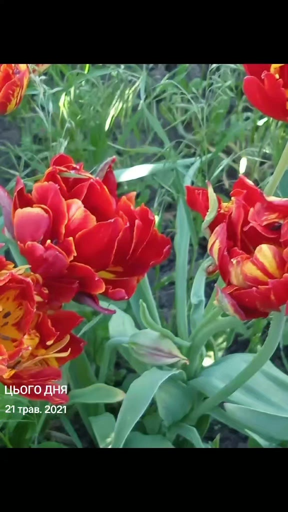 @Маруся