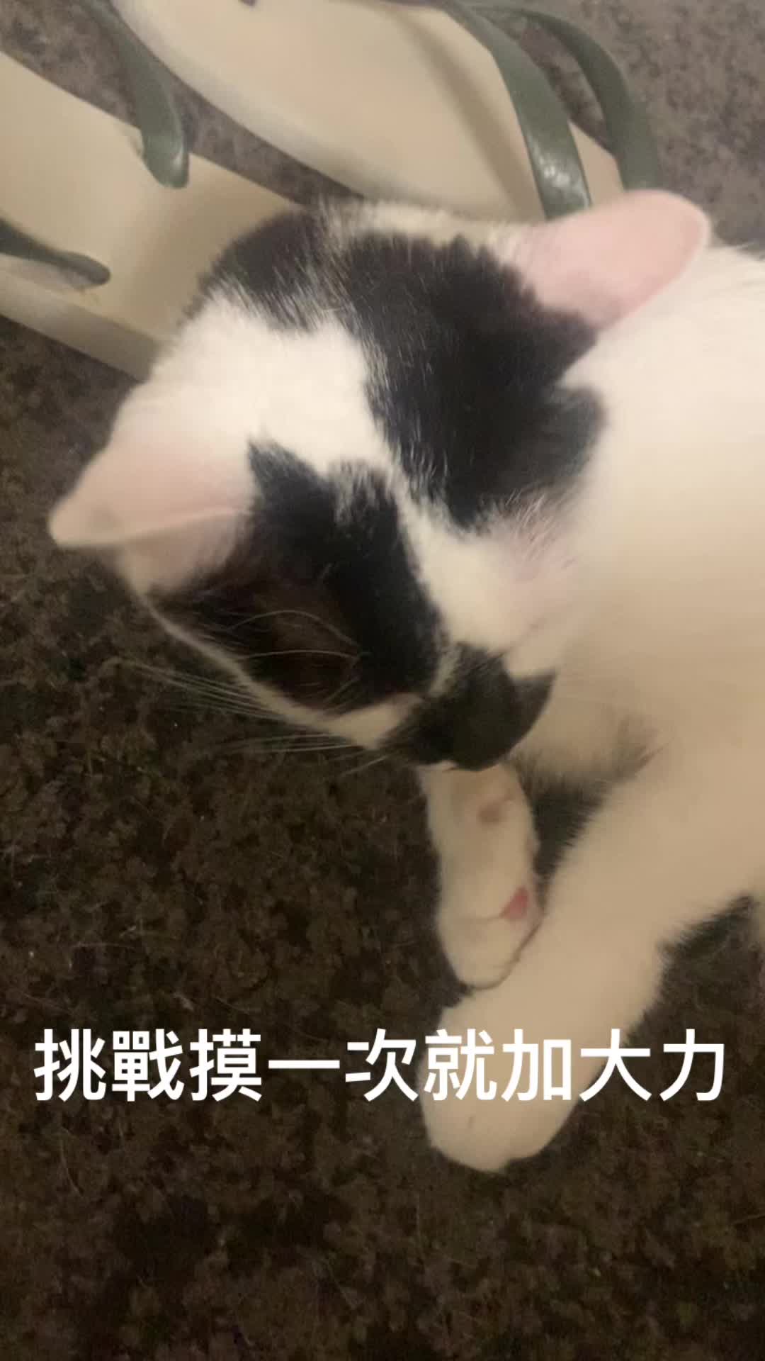 @芒果貓帝Mango cat