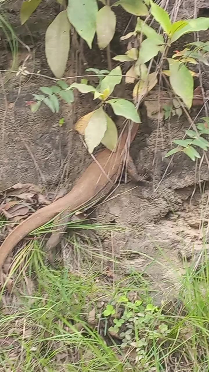 @Sheru@(रेफ्री)