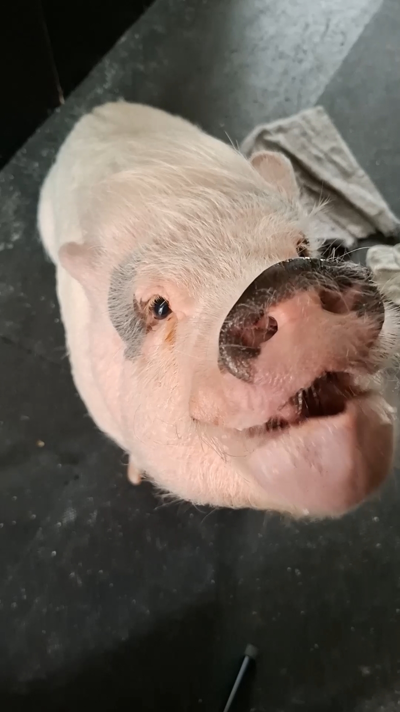 @🐷Ibi.pig🐷