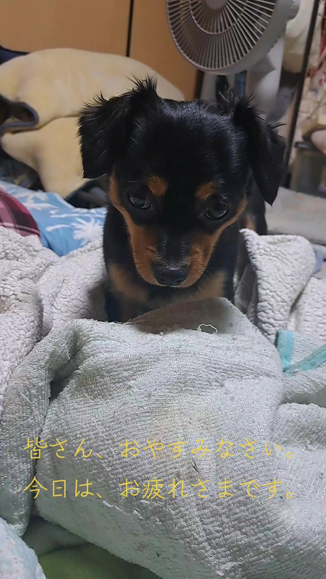 @タケヤッコ