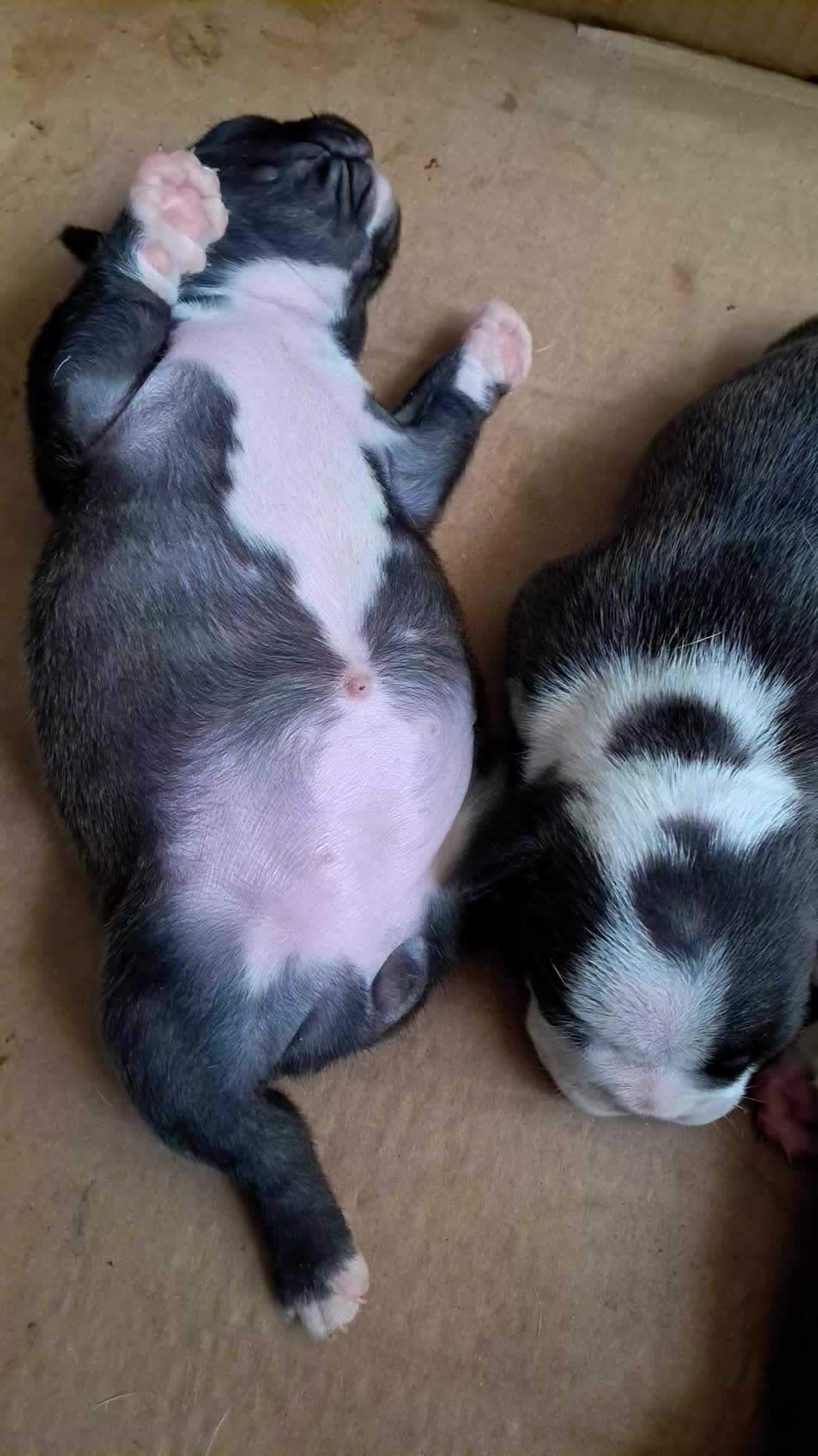 @okiepunk
