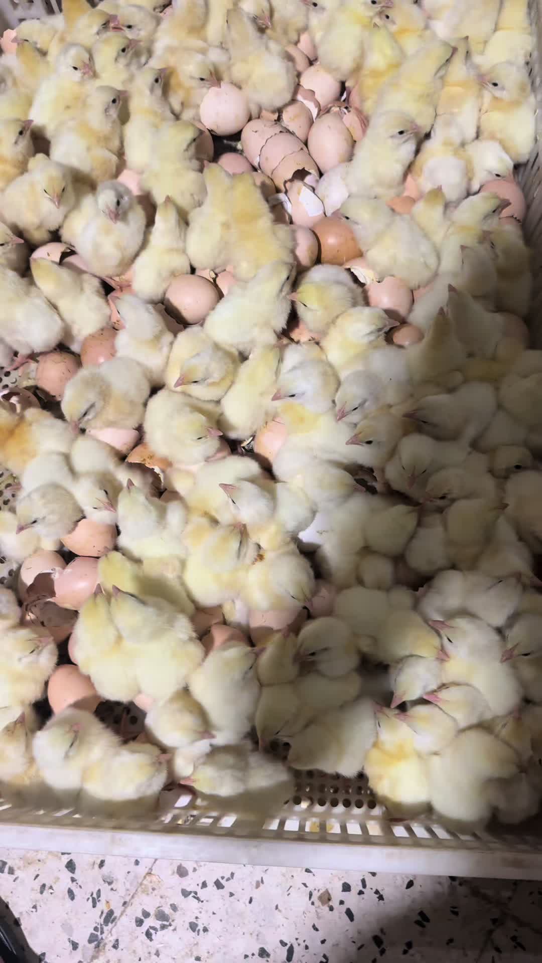 @الحاج