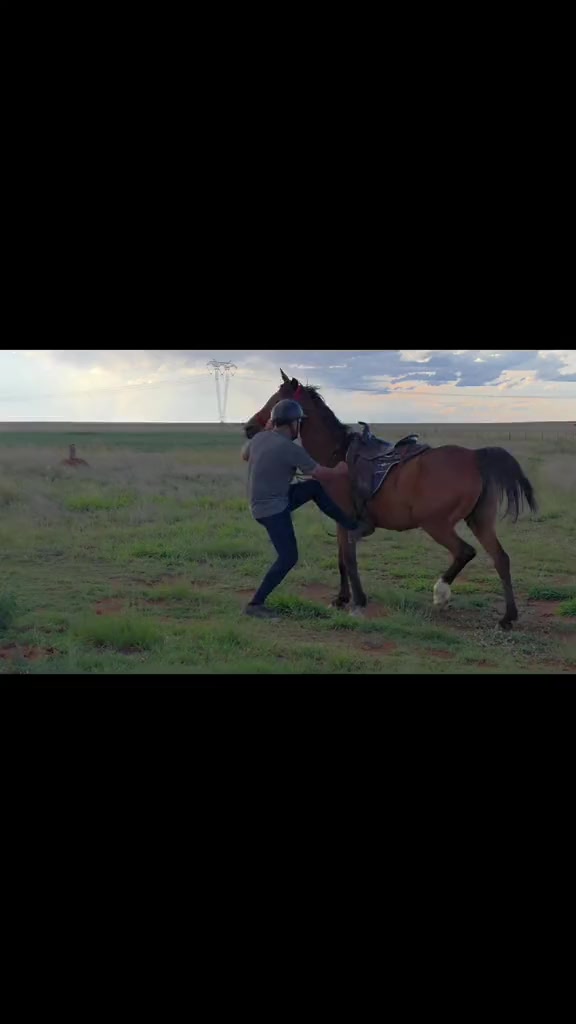 @uitzicht_arabian_stud