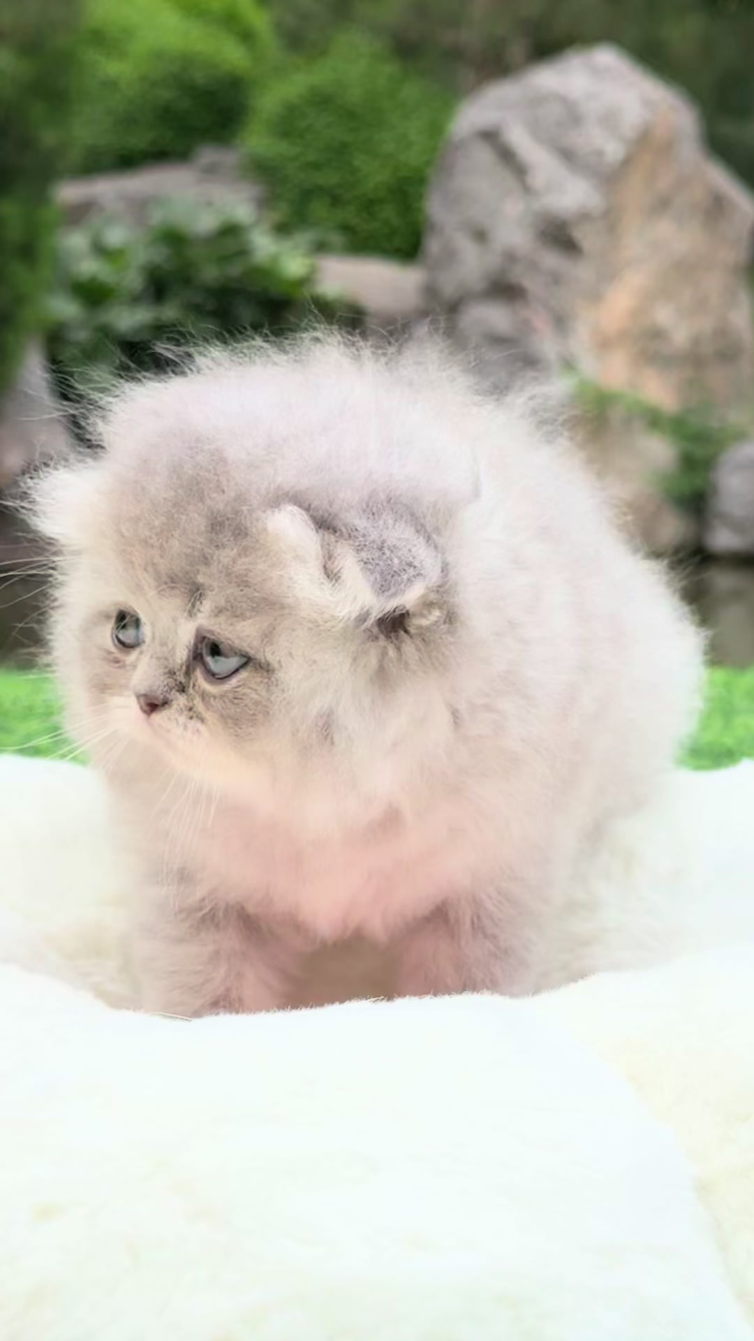 @kittens_uz
