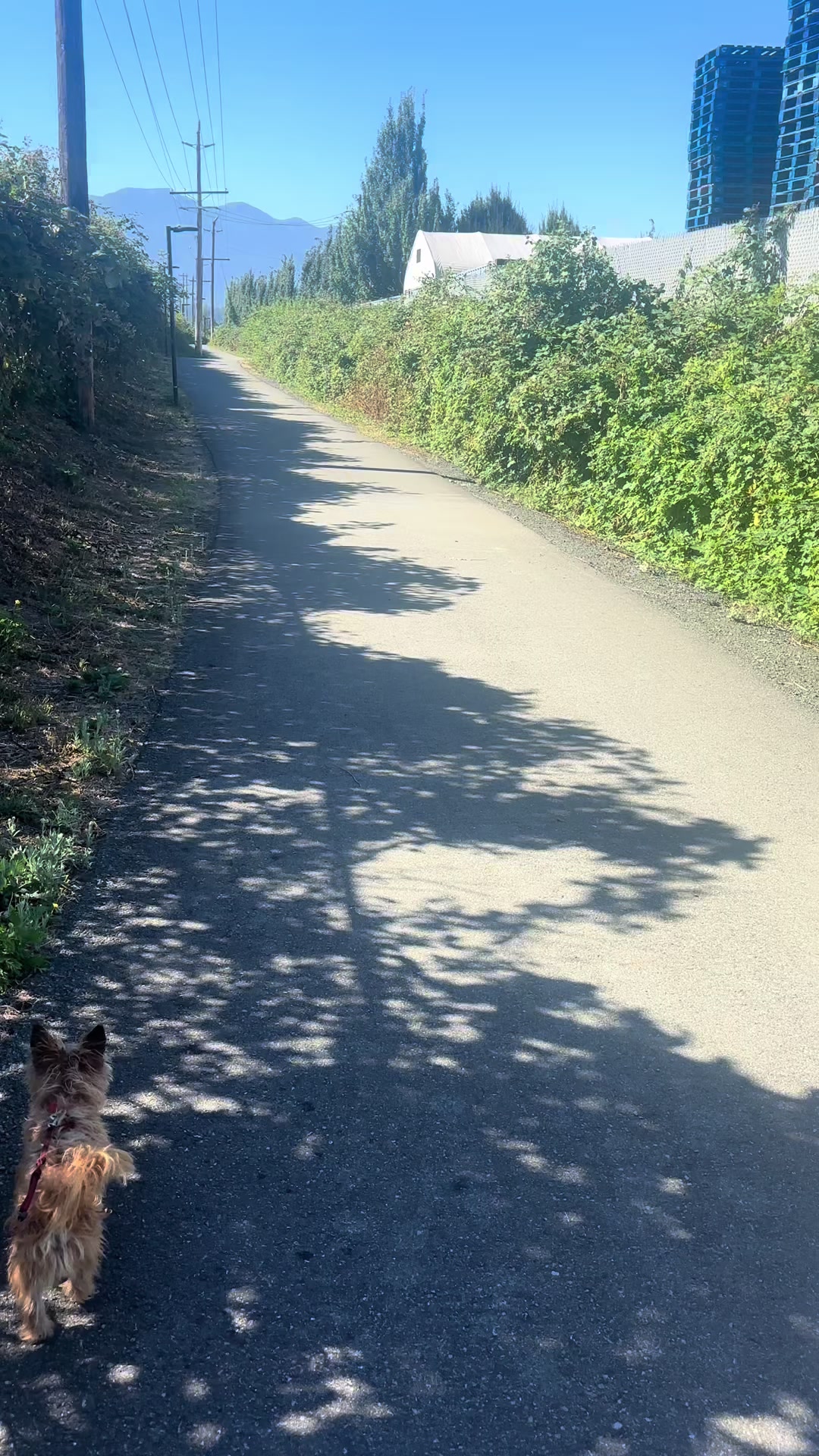 @cody.coyote80