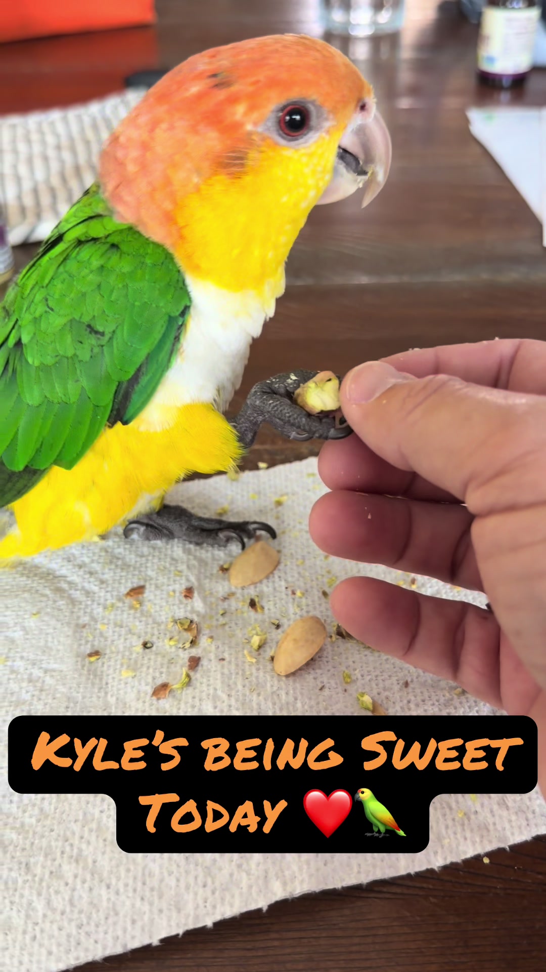 @Kyle The Caique
