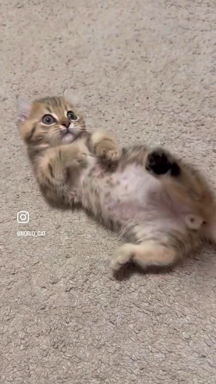 @のりおのTikTok