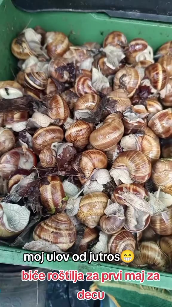@Slavica Kraljica