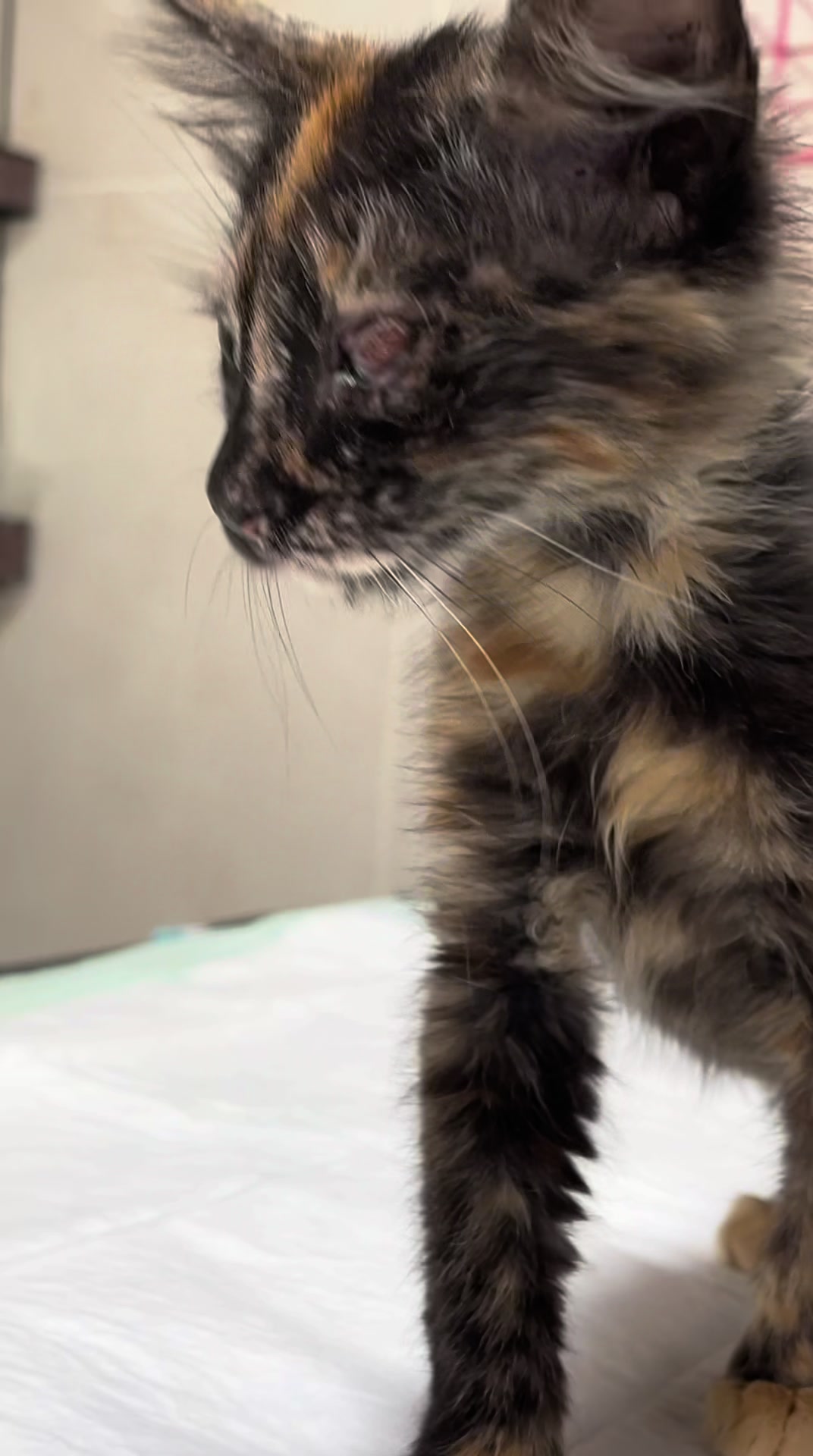 @Dr. Rami Awwad (vet)๐ถ๐ฑ