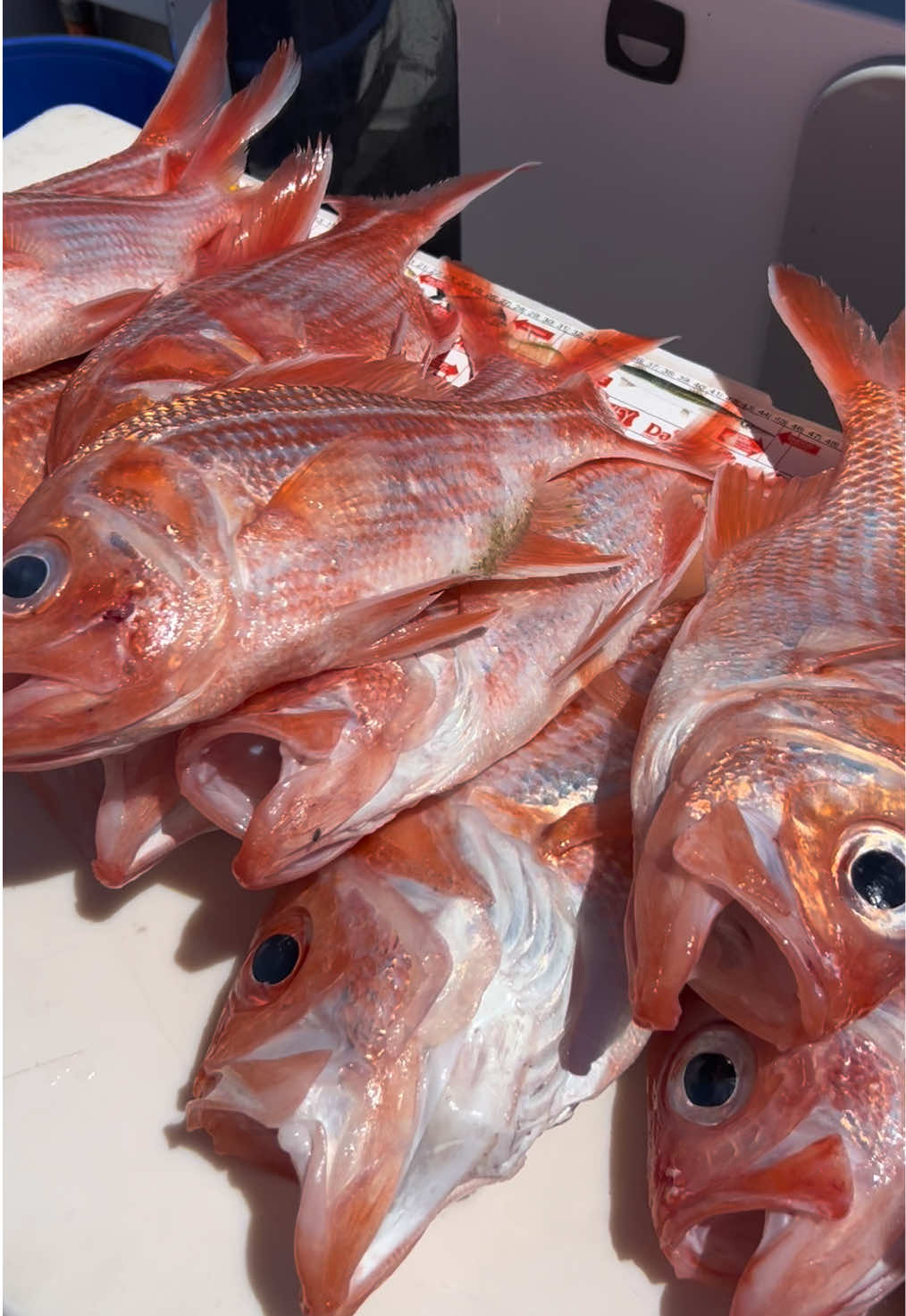 @NON-STOP FISHING