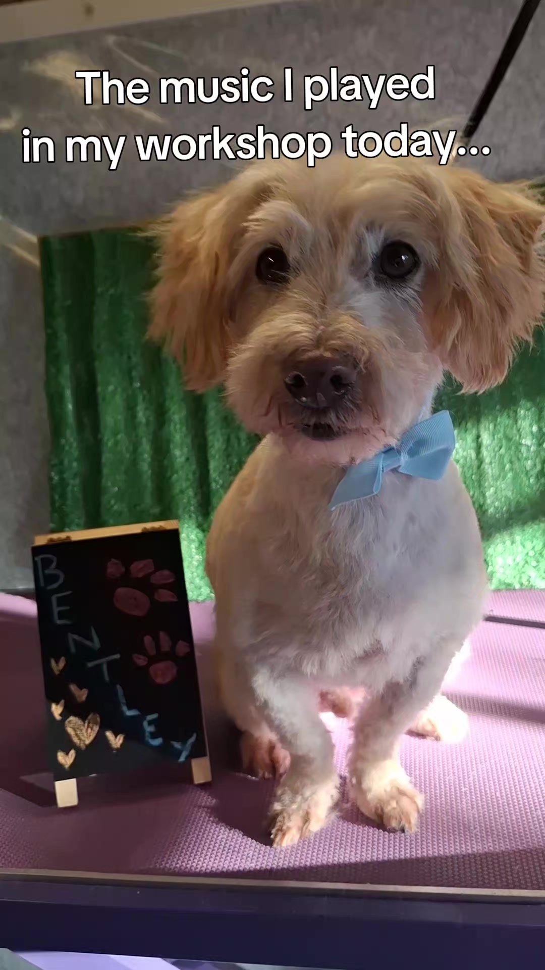 @dogs_and_stuff_8