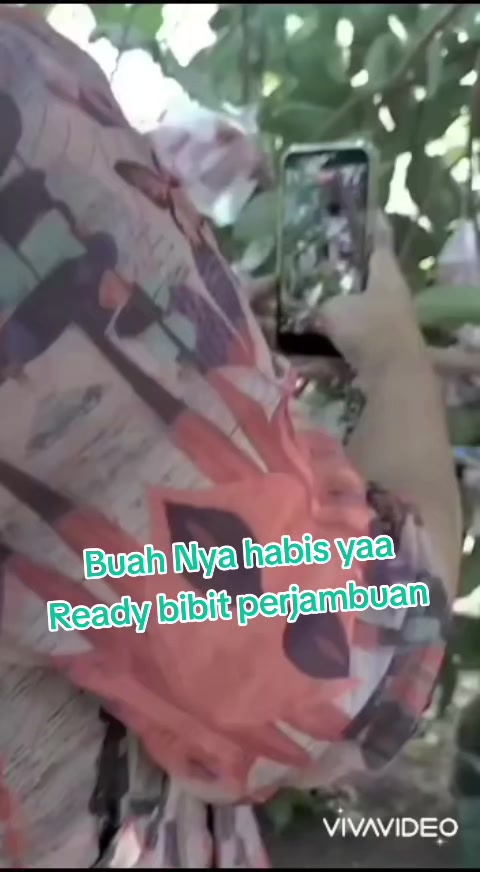 @Bibit khusus samarinda