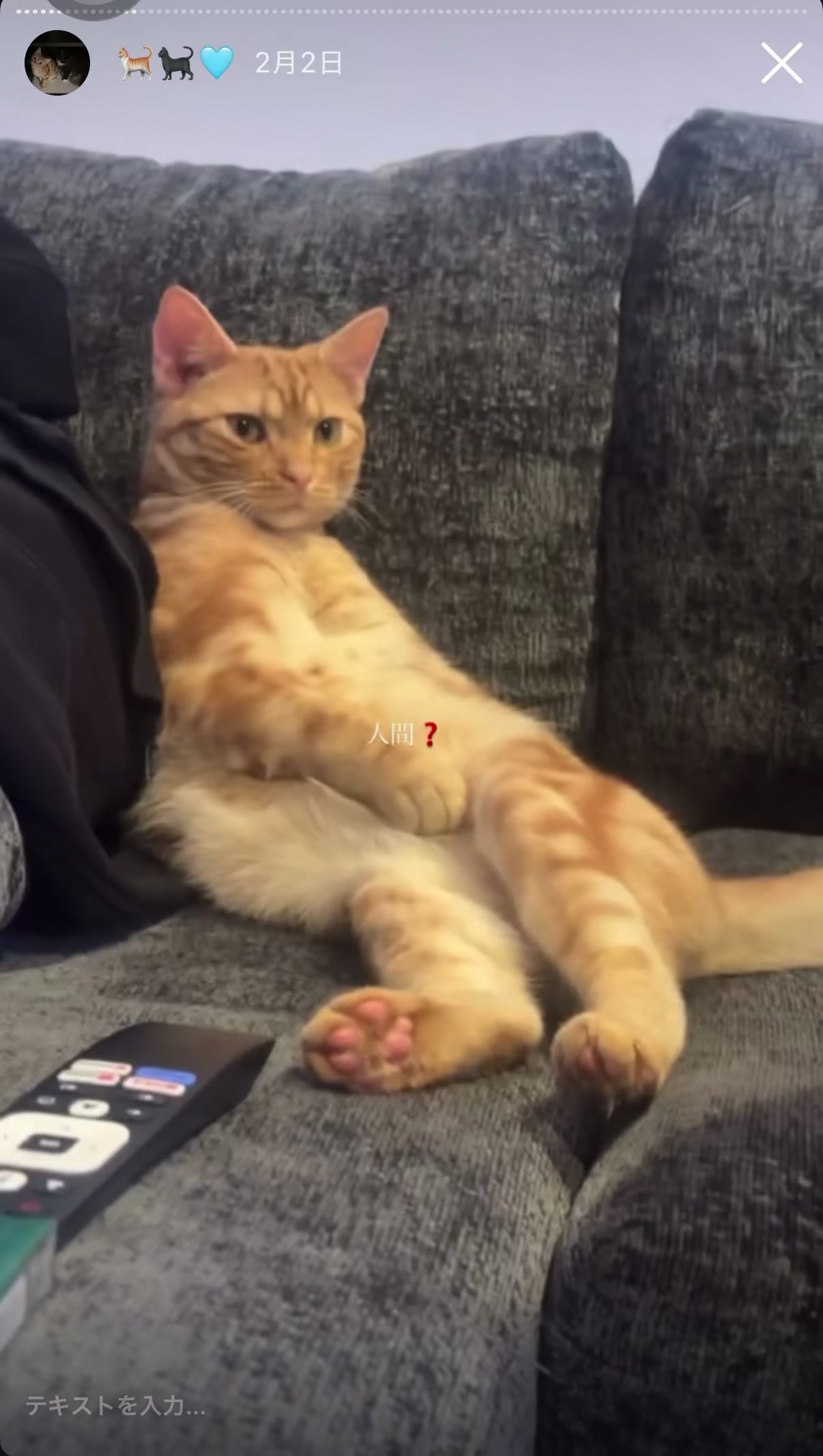 @Chiruru🐈🐈&zwj;⬛