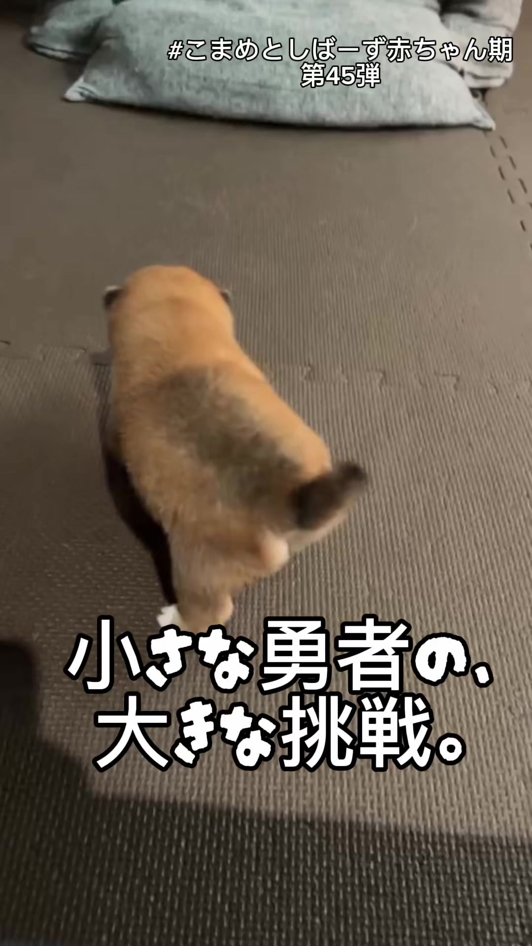 @こまめとしばーず🐾