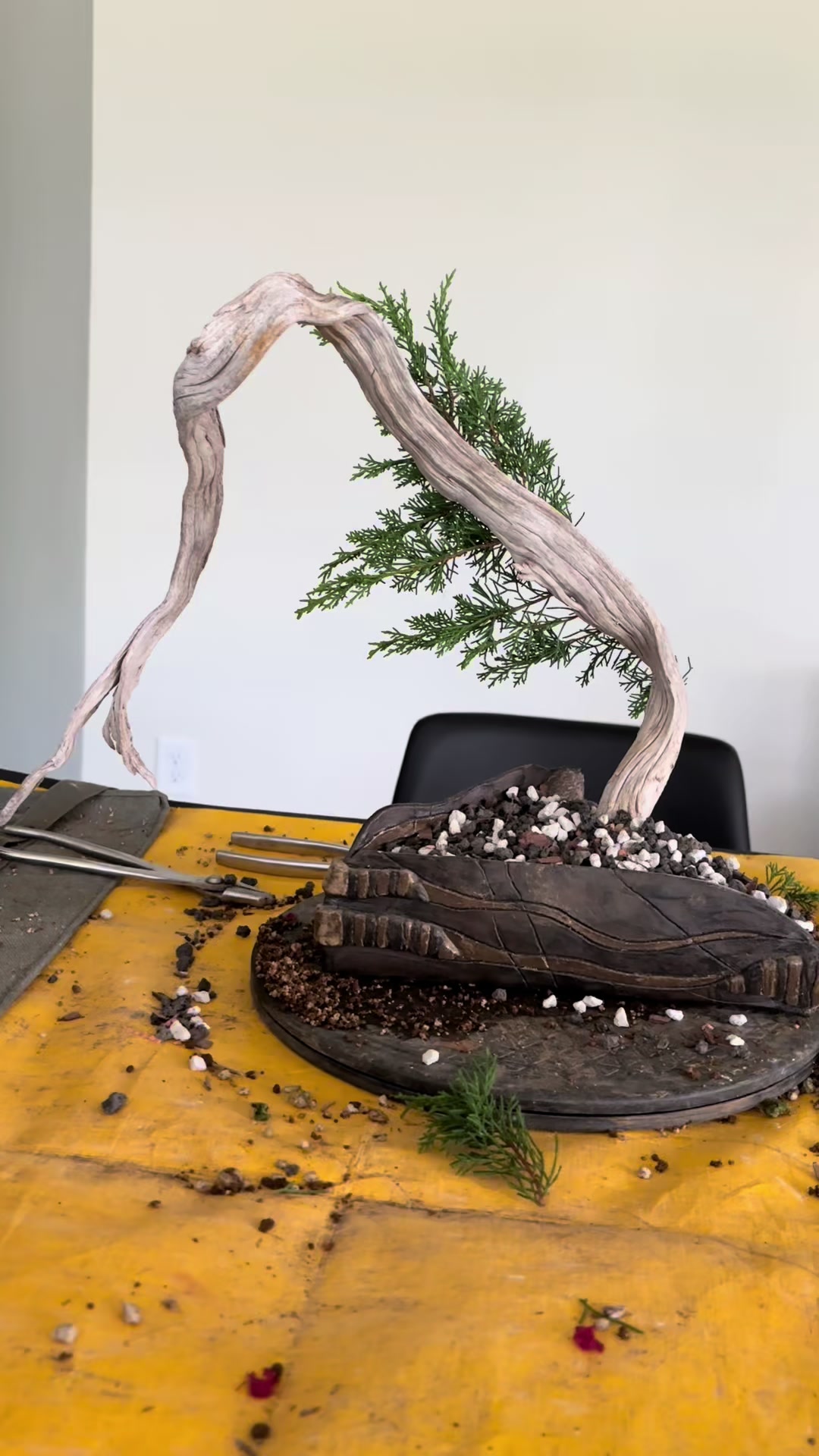 @Jerome_bonsai
