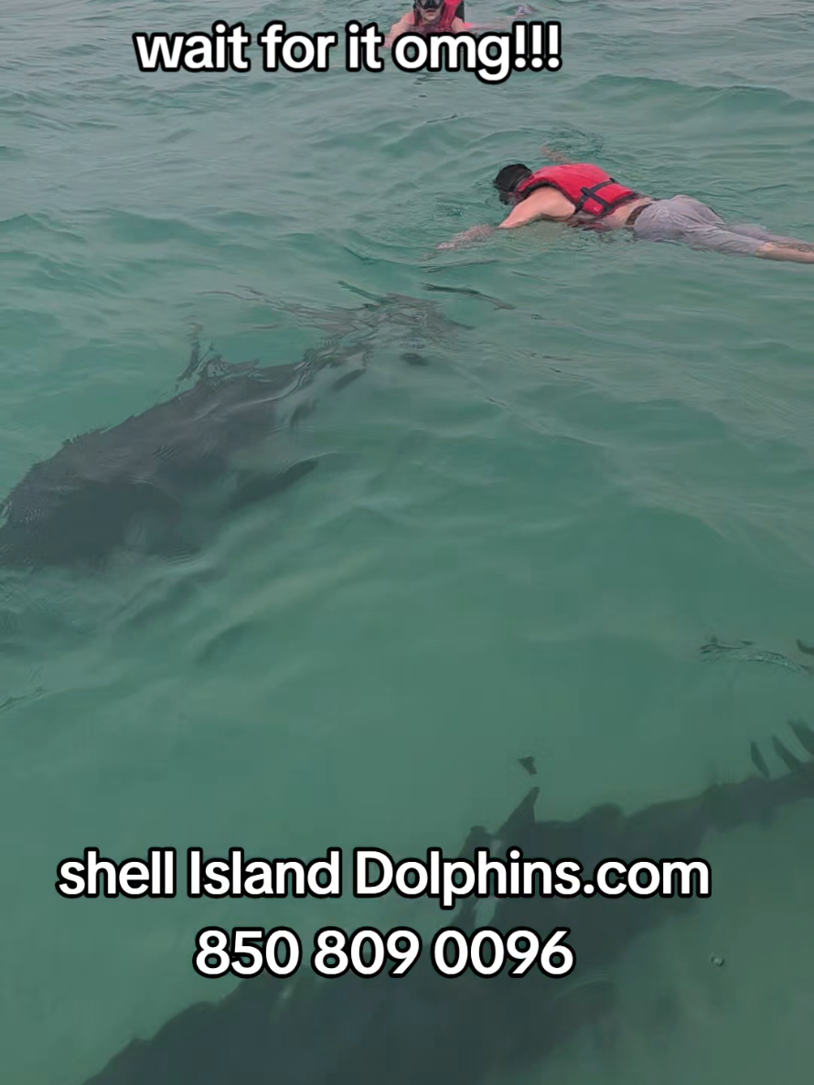 @Shell Island Dolphin Tours 🐬