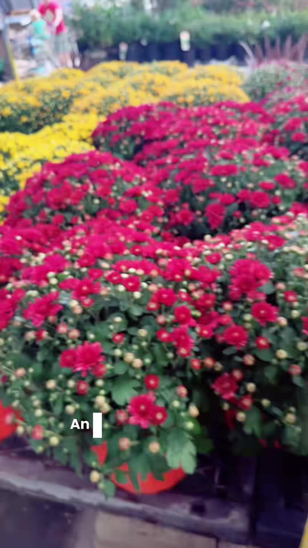@Liv Floral