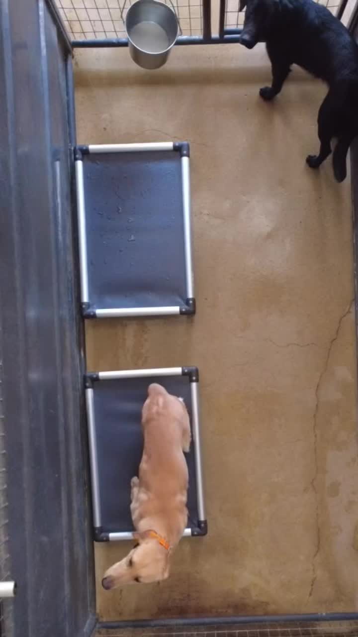 @Best Retrievers