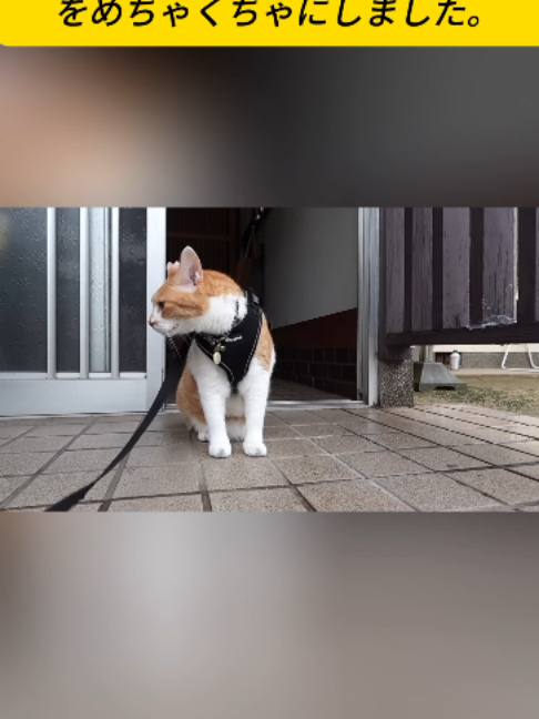 @ねこびより