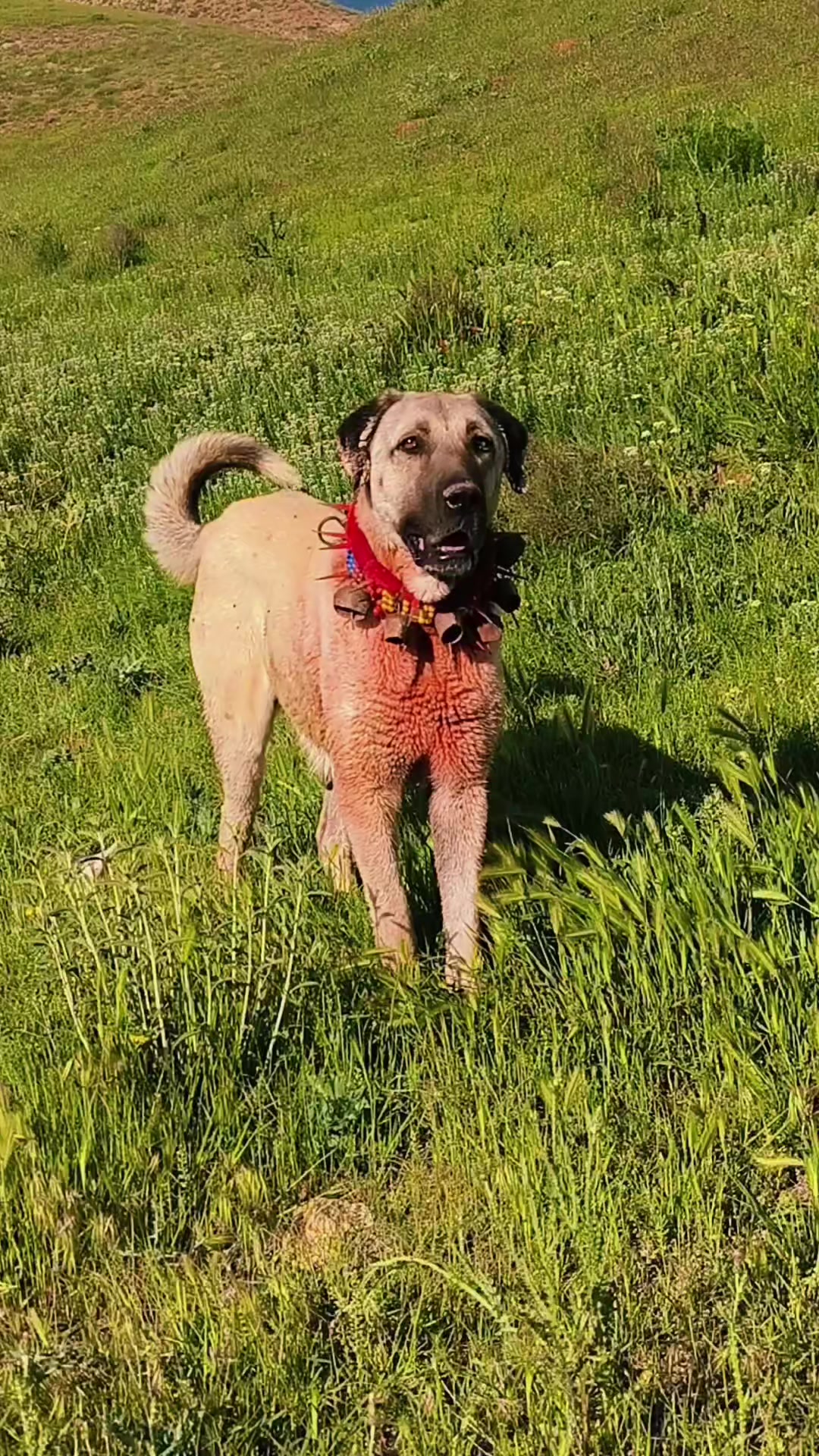 @🔗Aslan🕊️&Ouml;zt&uuml;rk🔗
