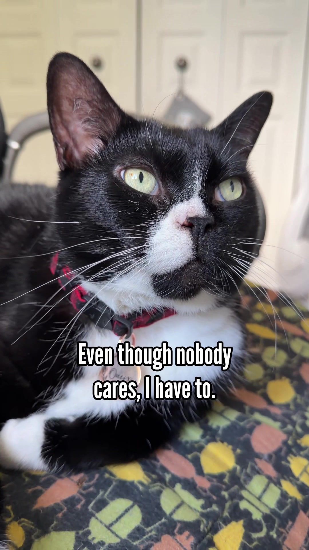 @The Oreo Cat