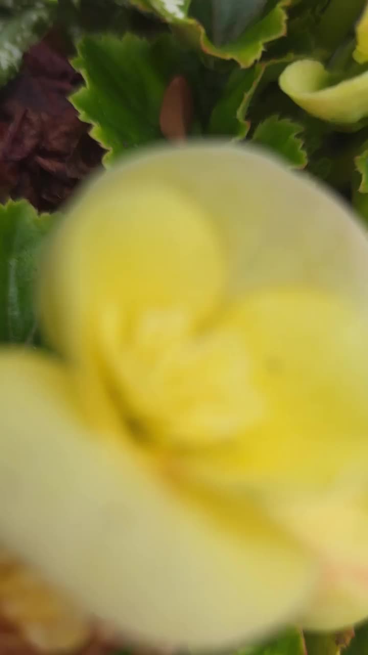 @sylviaecamposcass