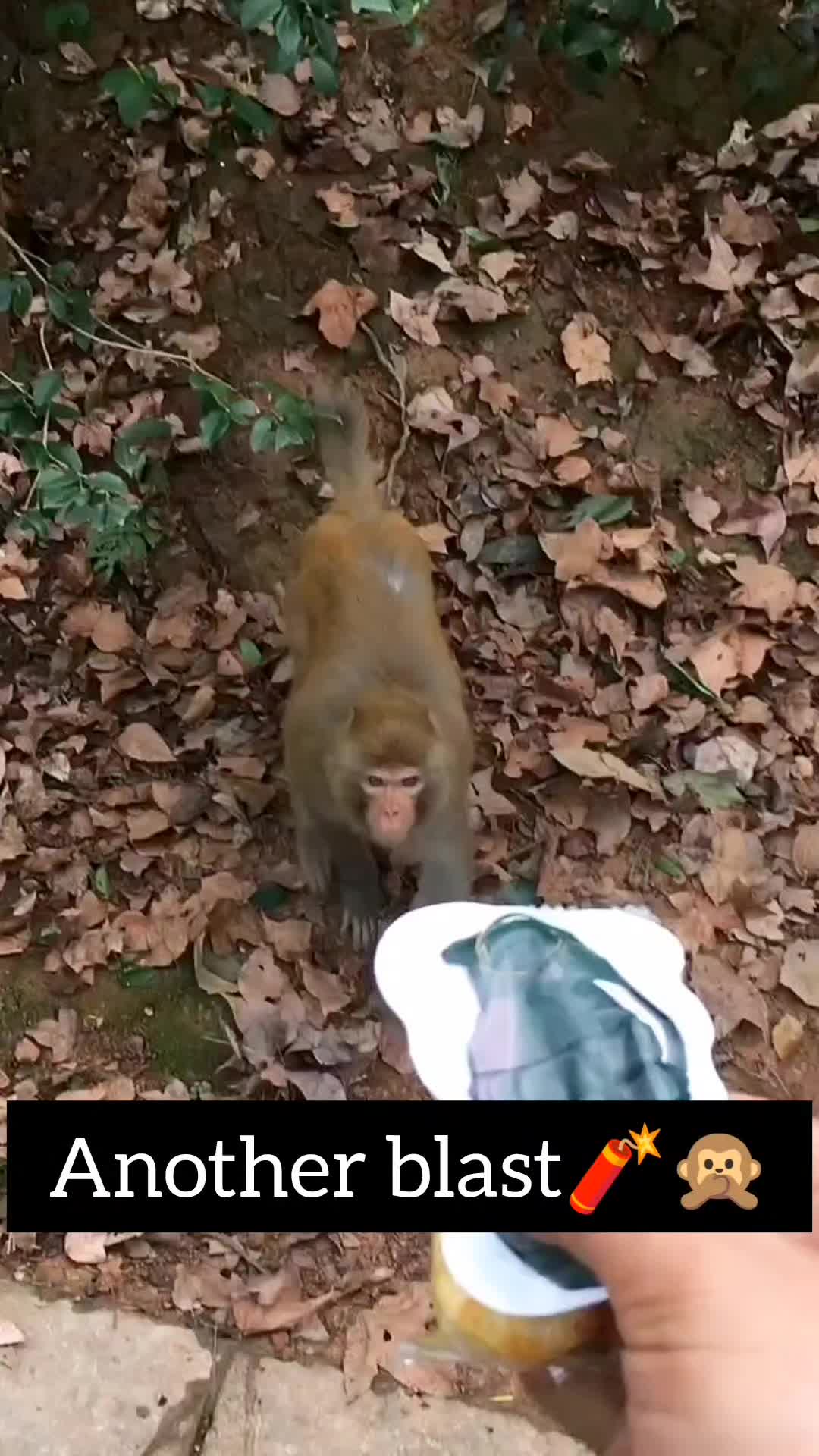 @Daily Monkey Fun