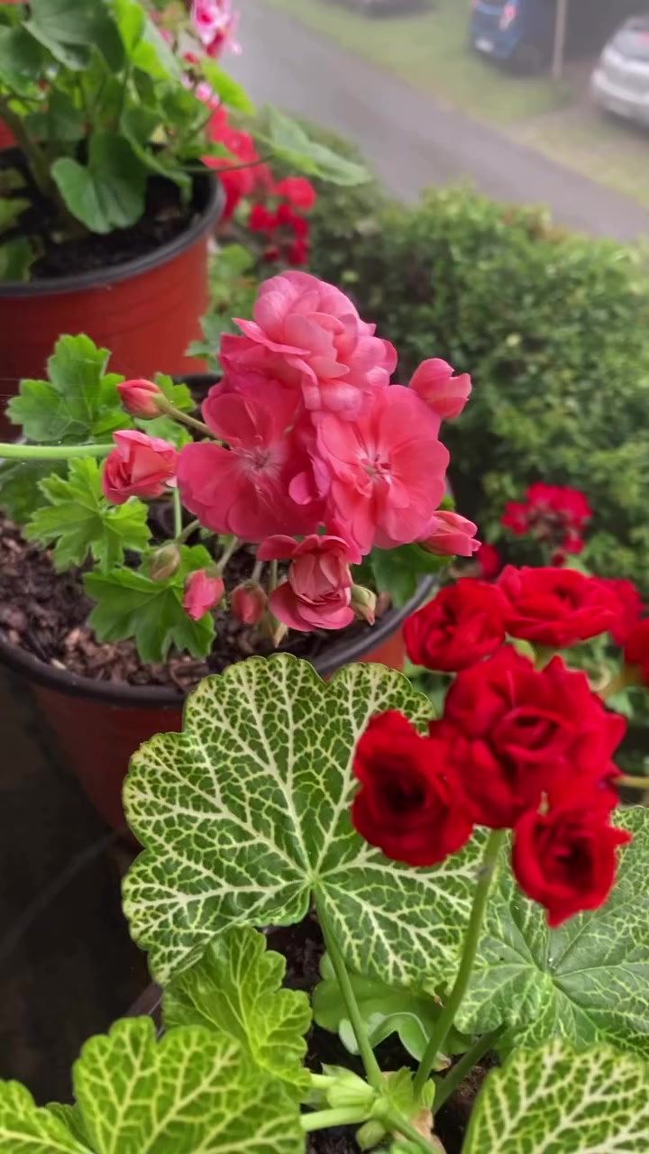 @💧&Ccedil;i&ccedil;ek dostu 🇹🇷💧
