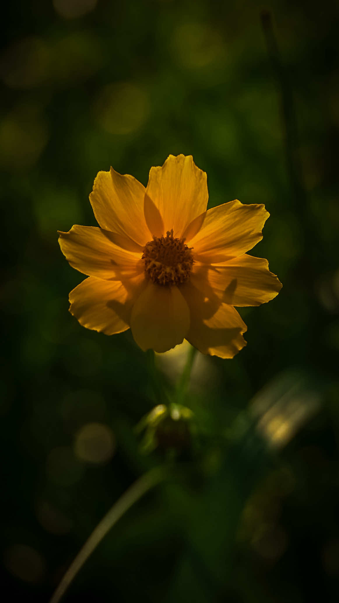 @𝑻𝒂̂𝒏 𝑻𝒉𝒊