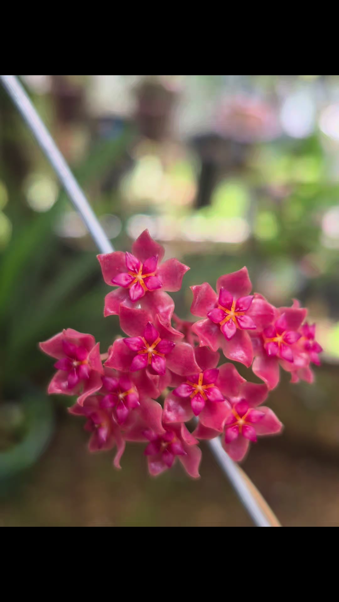 @Raregardenblooms