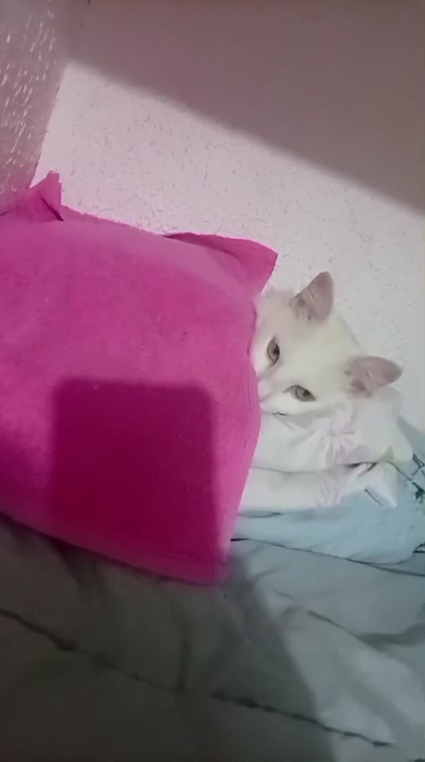 @Karoleos12gatos