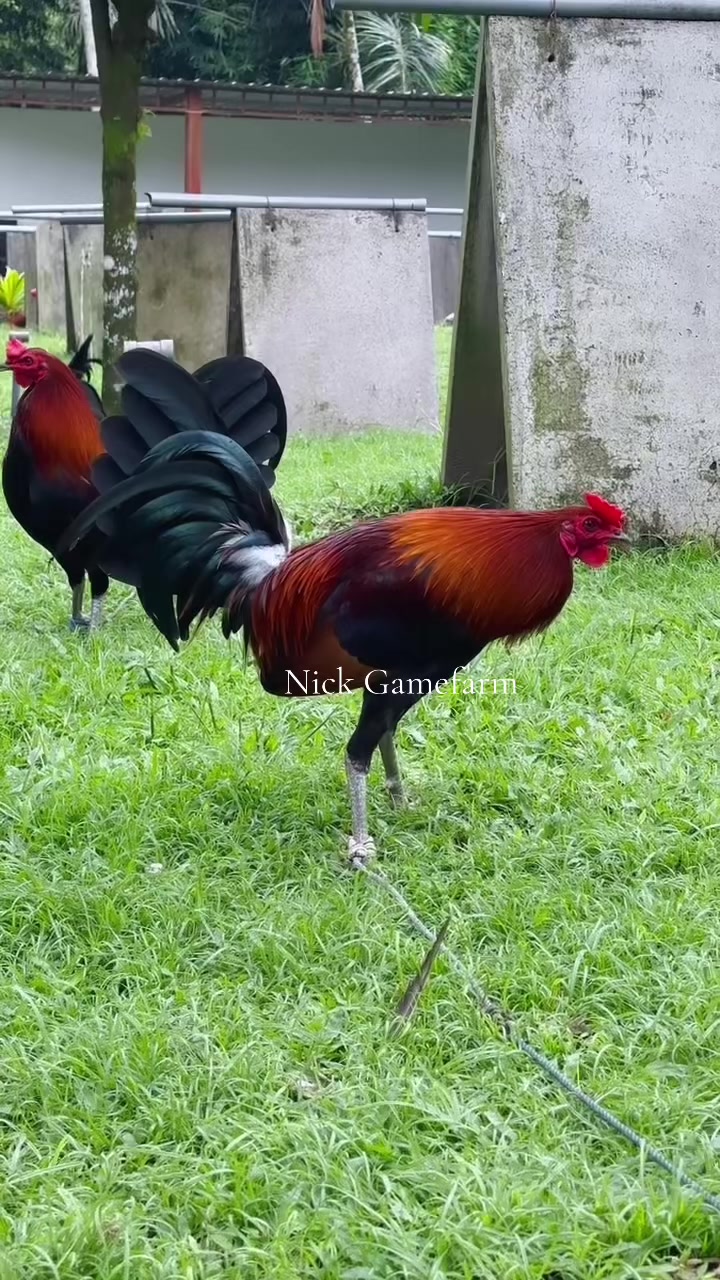 @NICK GAMEFARM