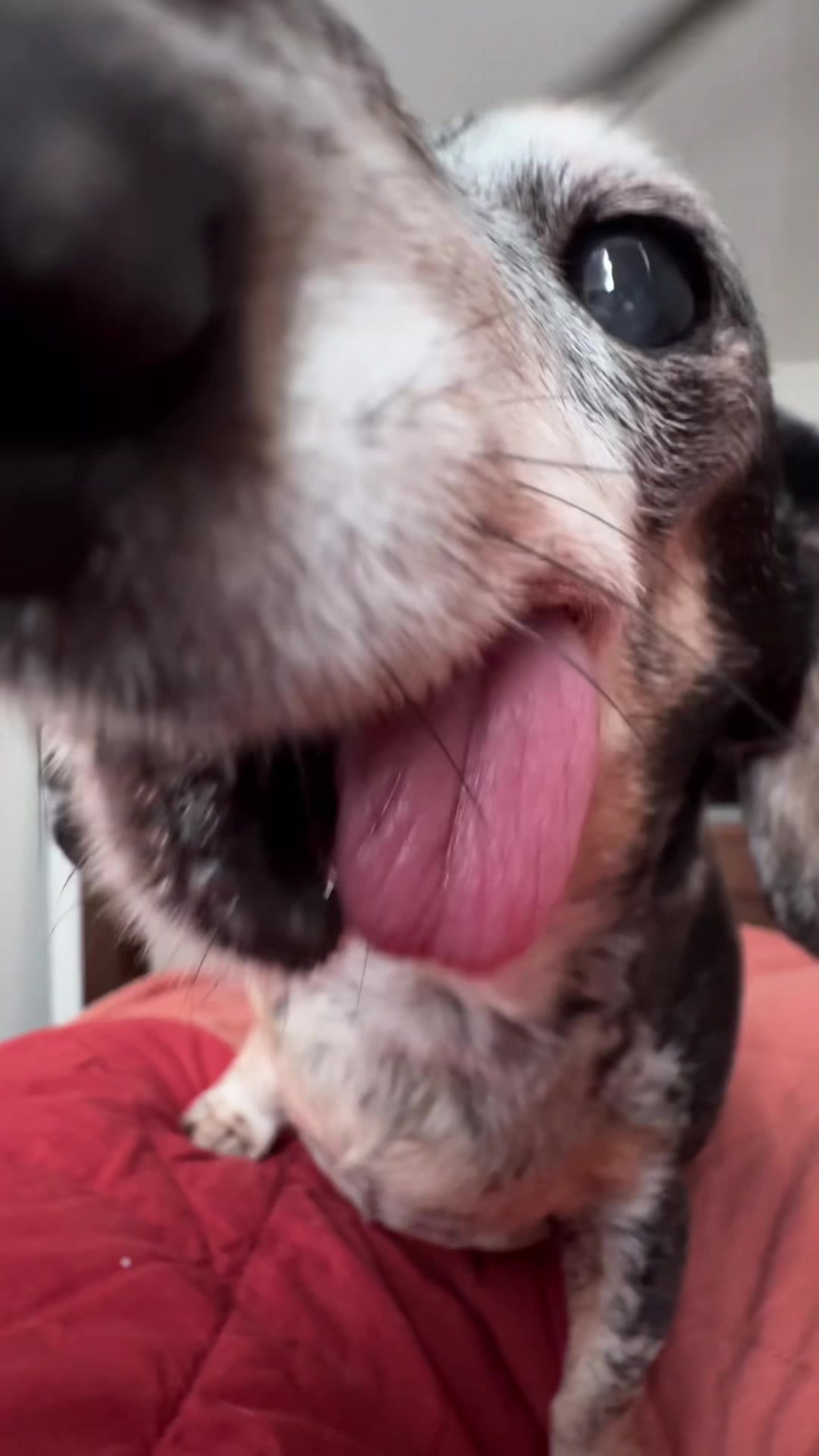@agedsausages