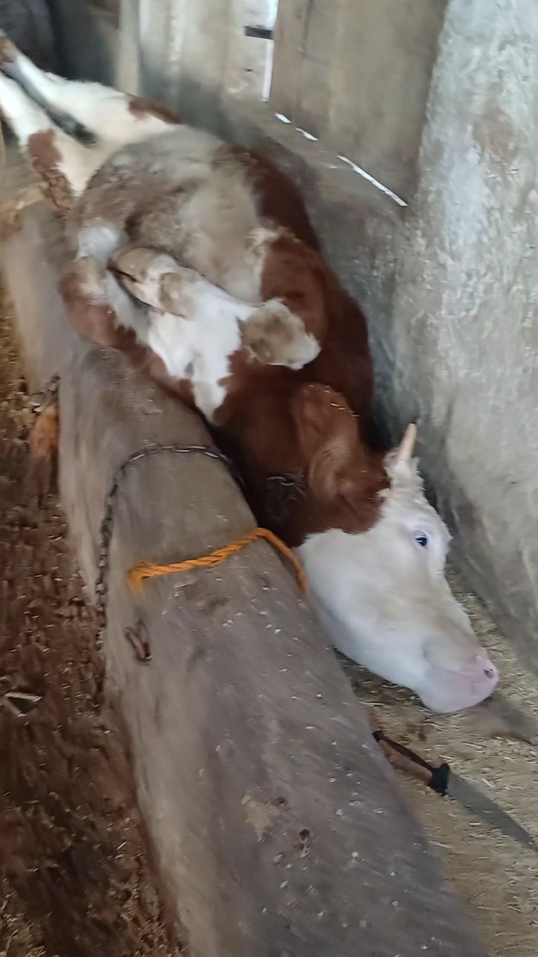 @Vet. Hek. Mehmet bozan SAMAK