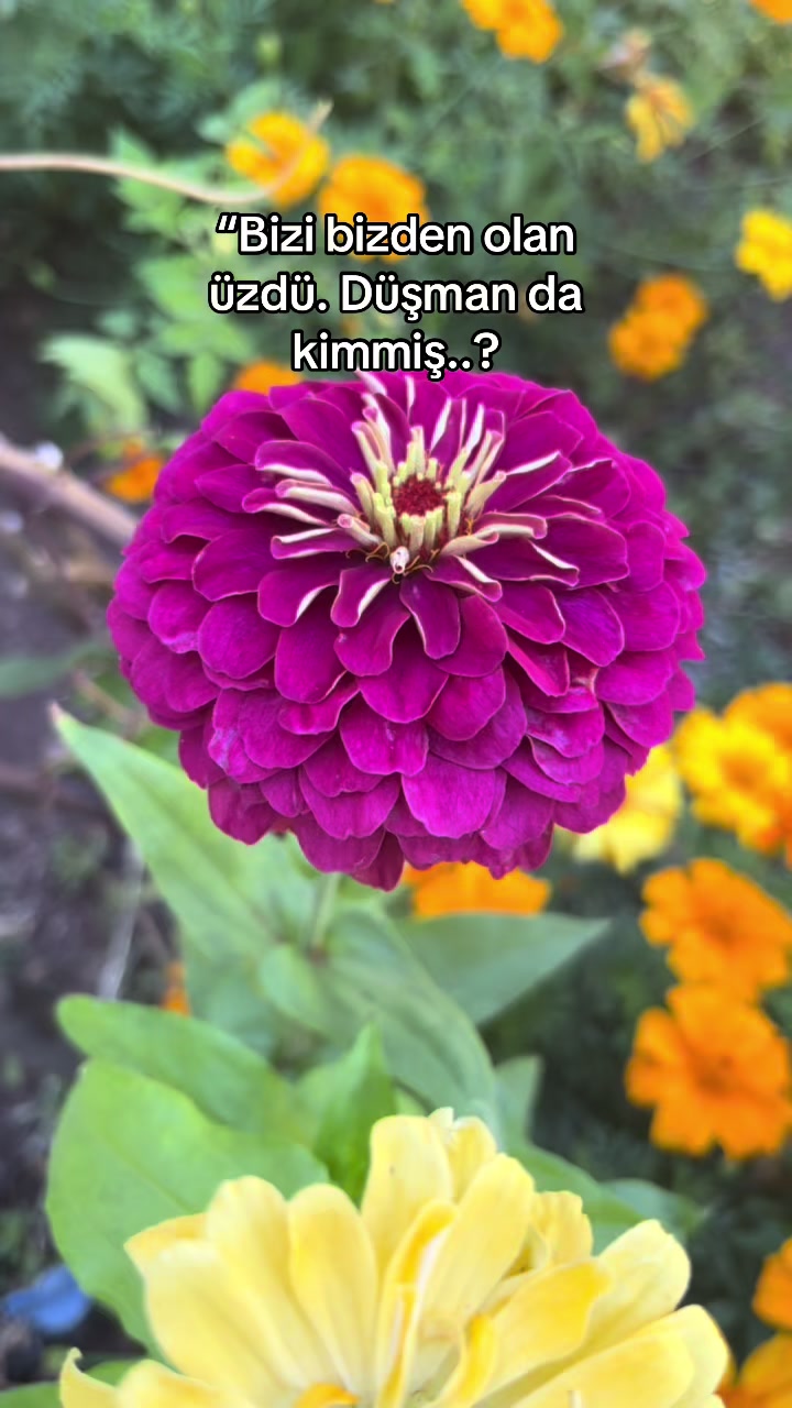 @🦋♾️ Zeyzey Zeynep 06 71 ♾️🦋