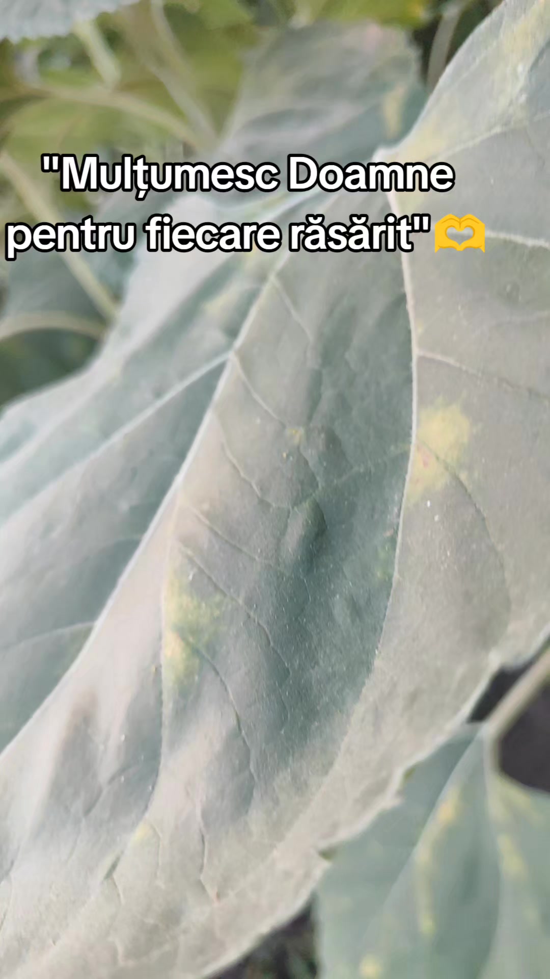 @Cristina