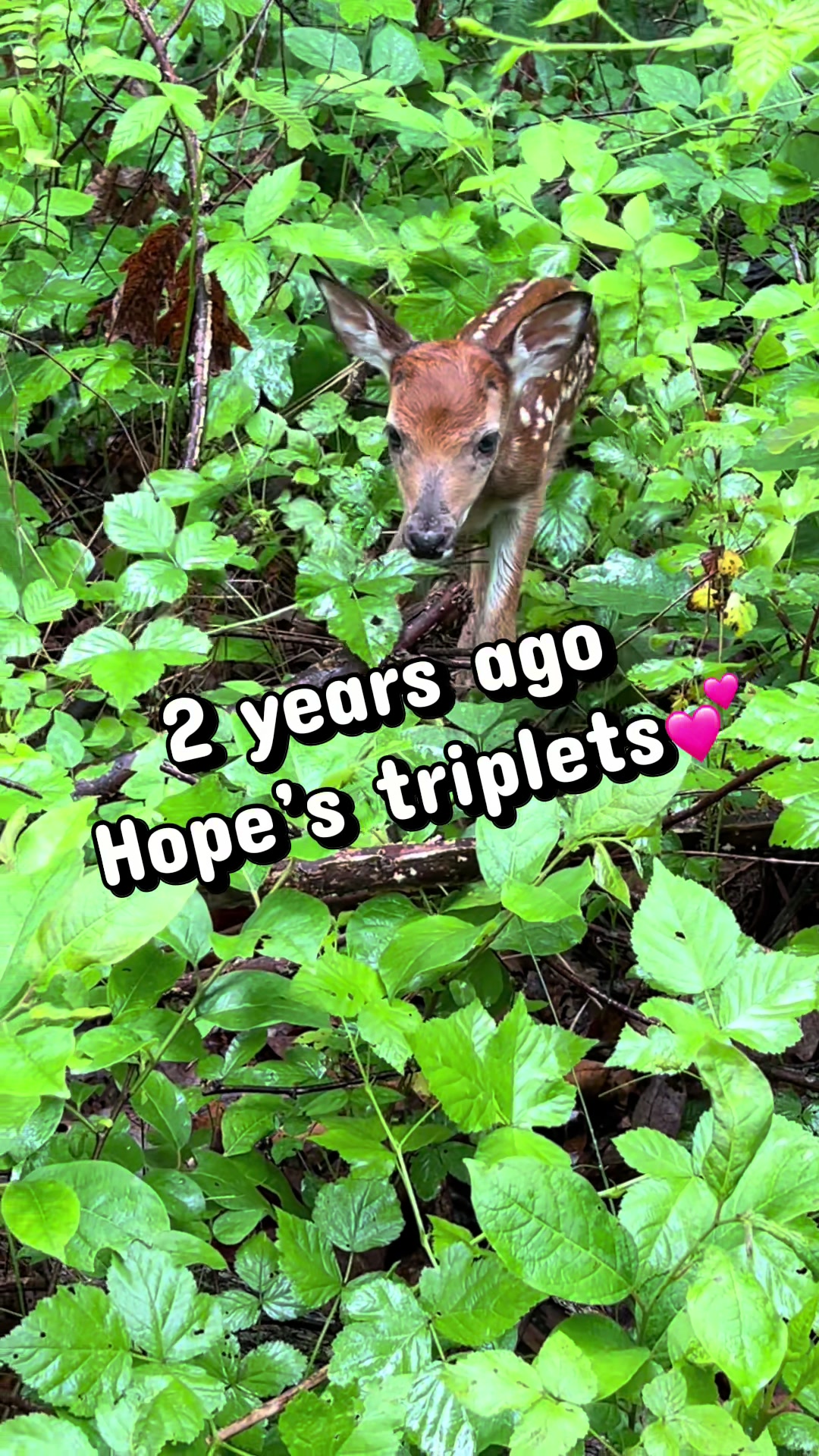 @Brownhikingtrails