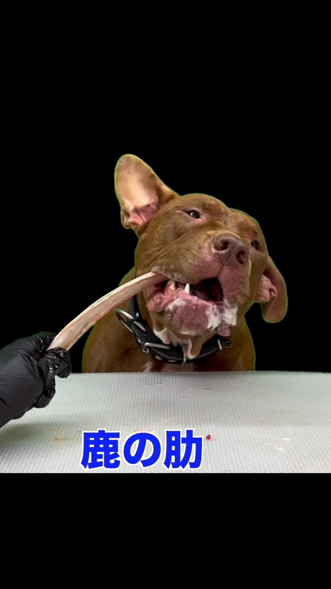 @バウンス チャンネル