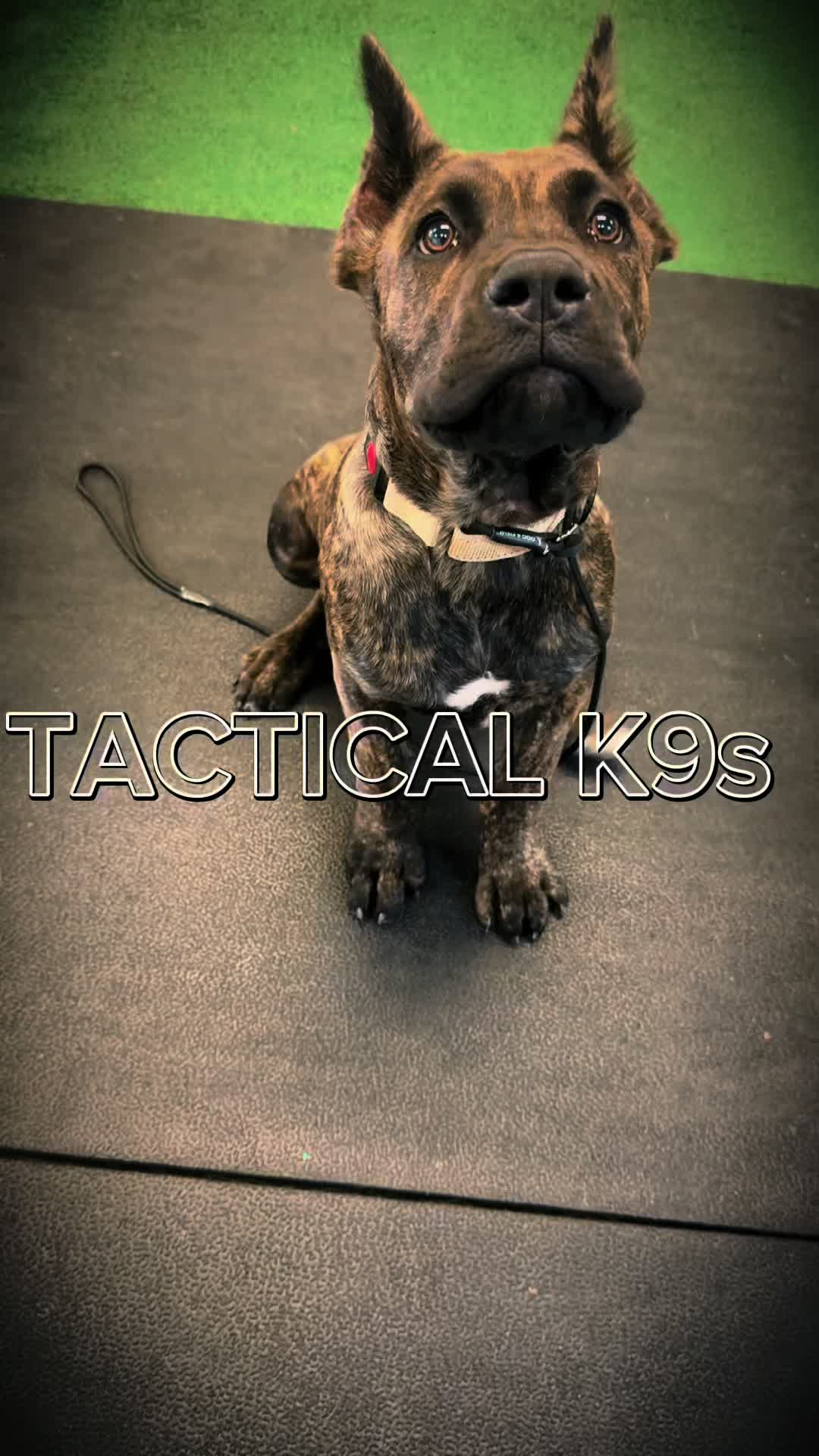 @Tactical K9s Dog Training