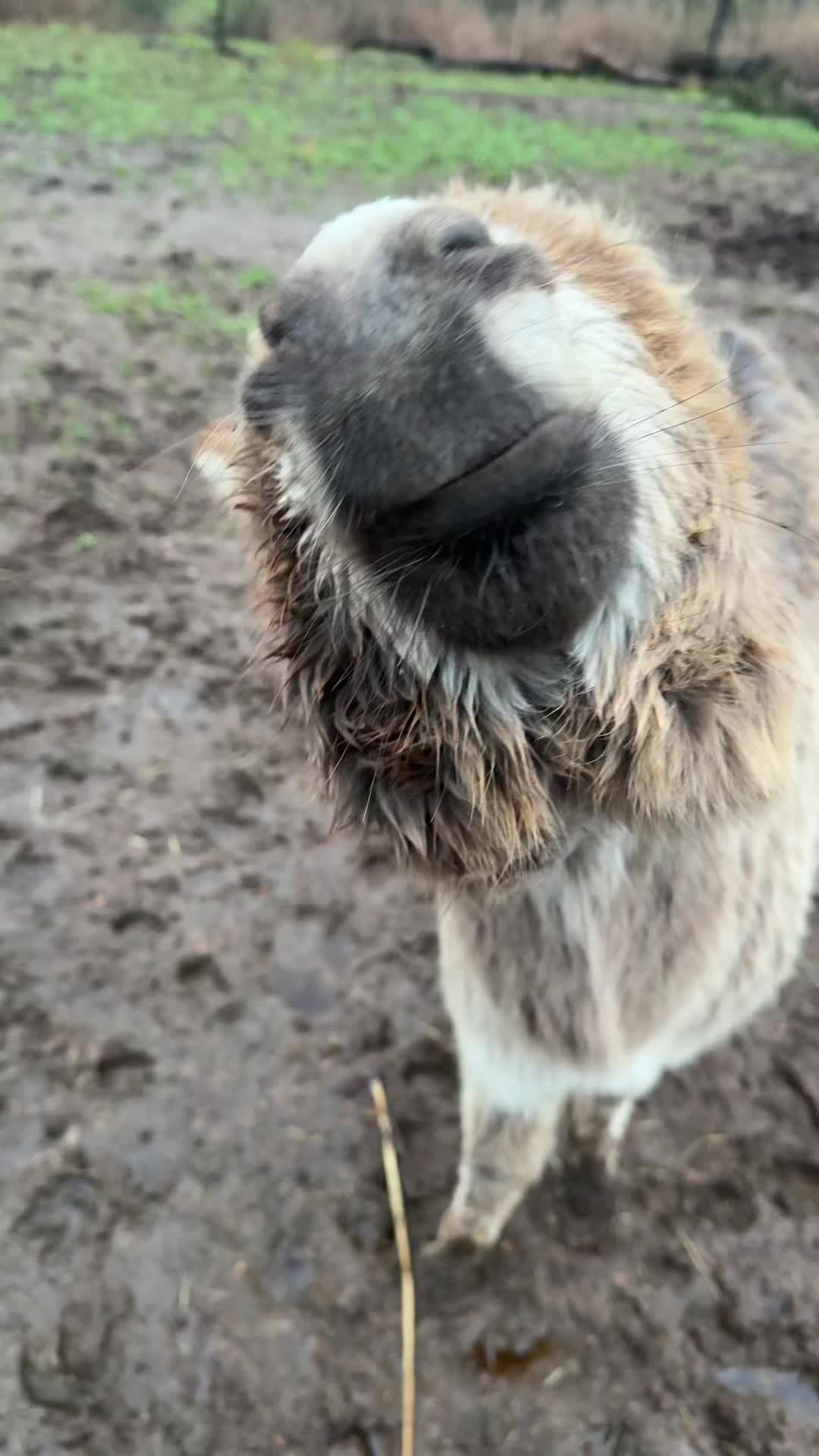 @jacksonridgefarm