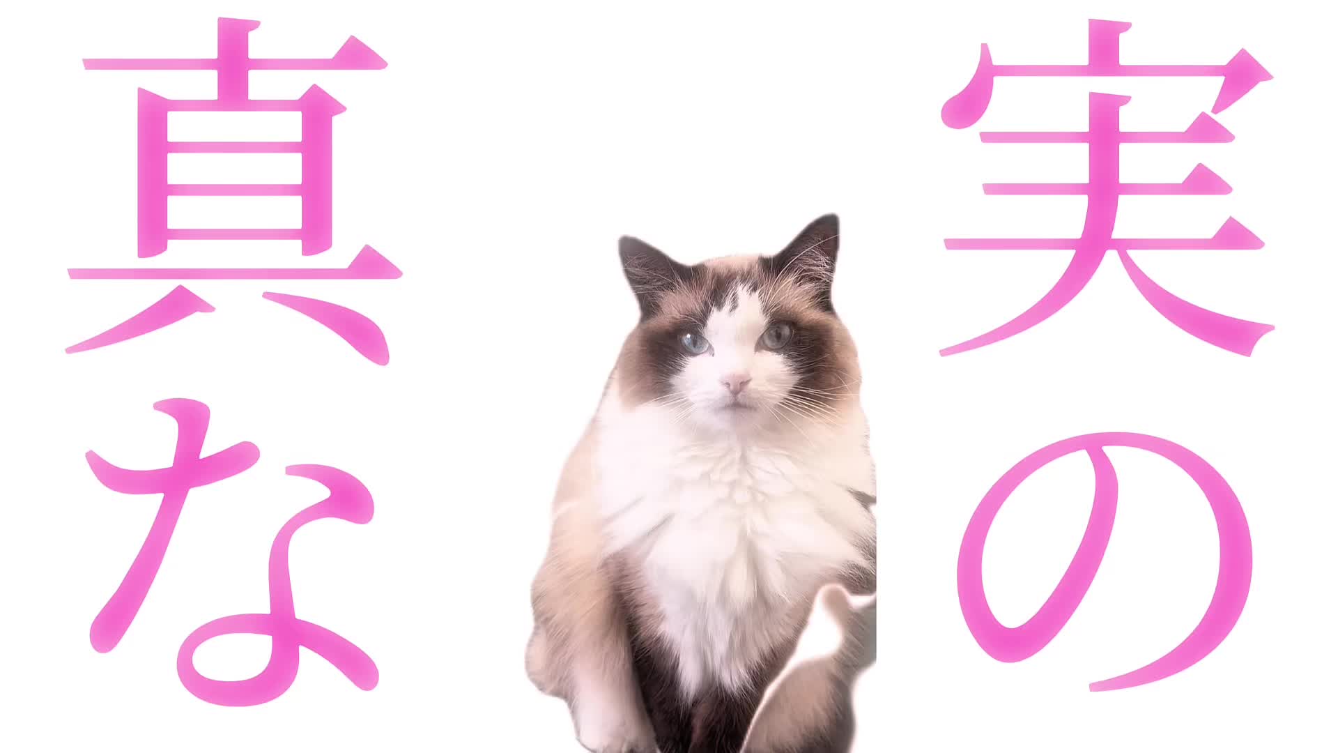@なつめ友猫帳