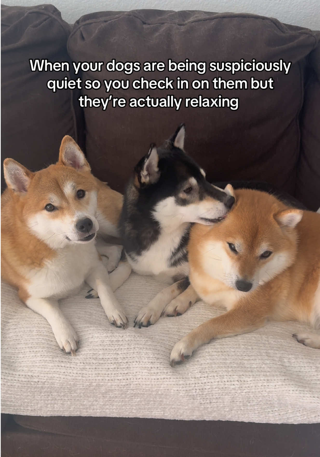@Flock of Shibas 🐕🐕🐕