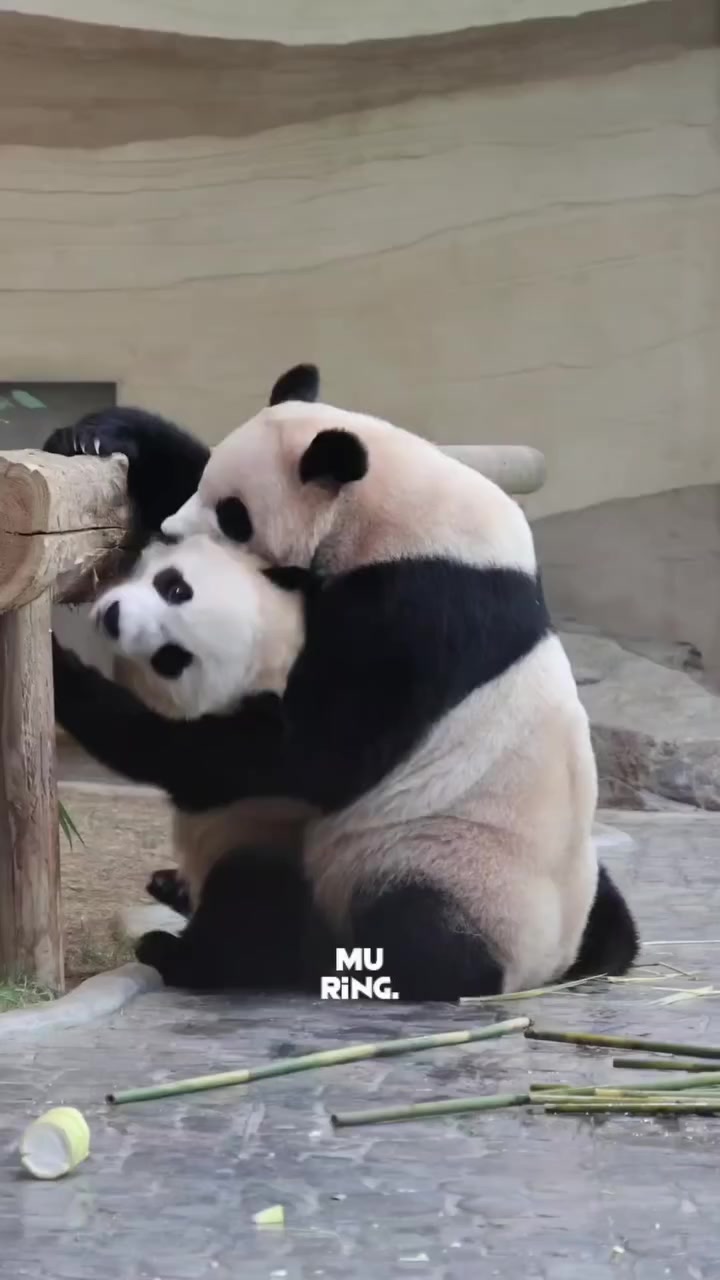 @FuRuHu_New