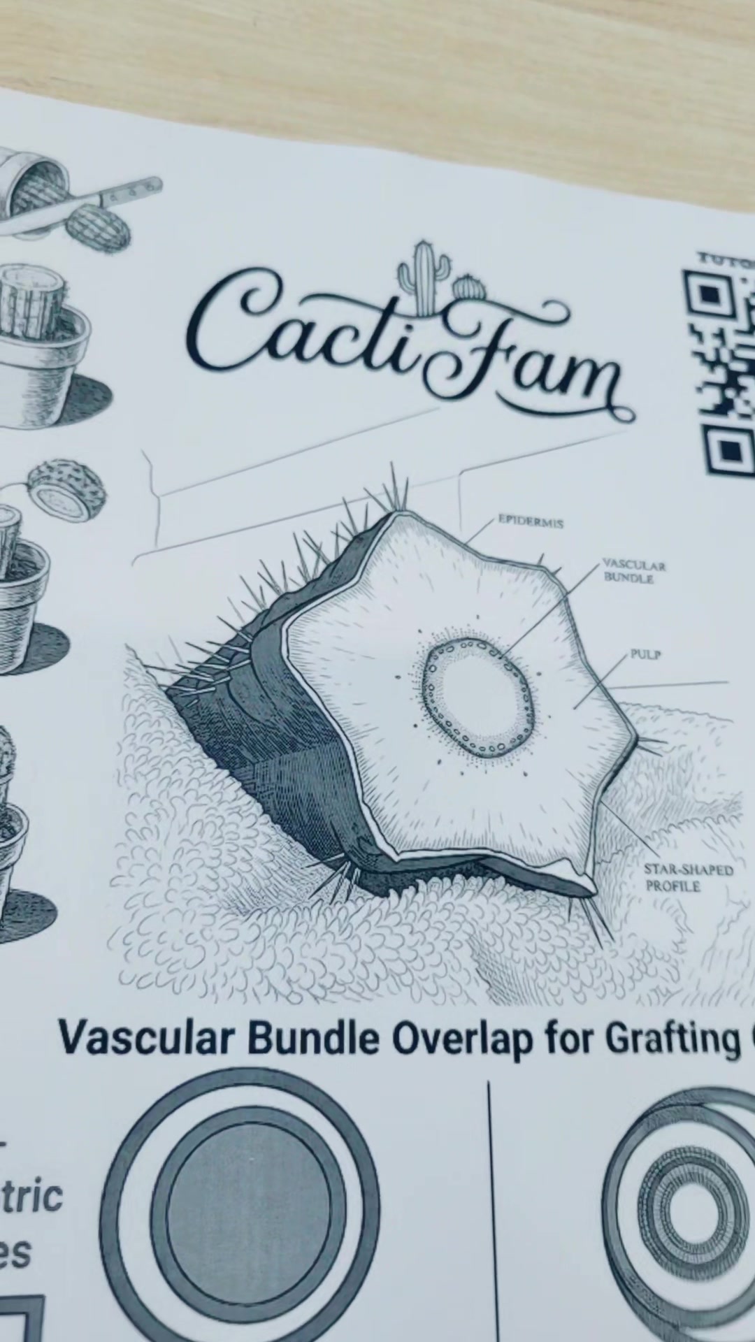 @cactifam