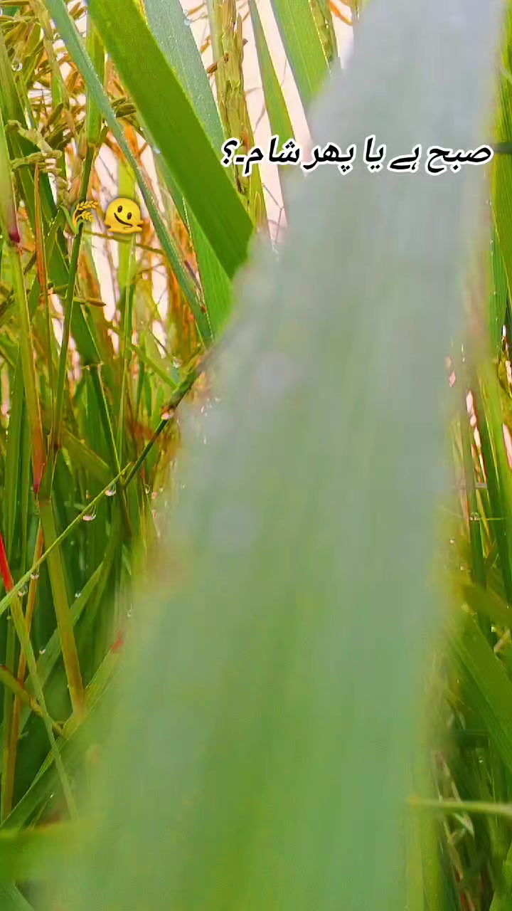 @رائے عدنان حسن (منگیرہ کھرل🔥)