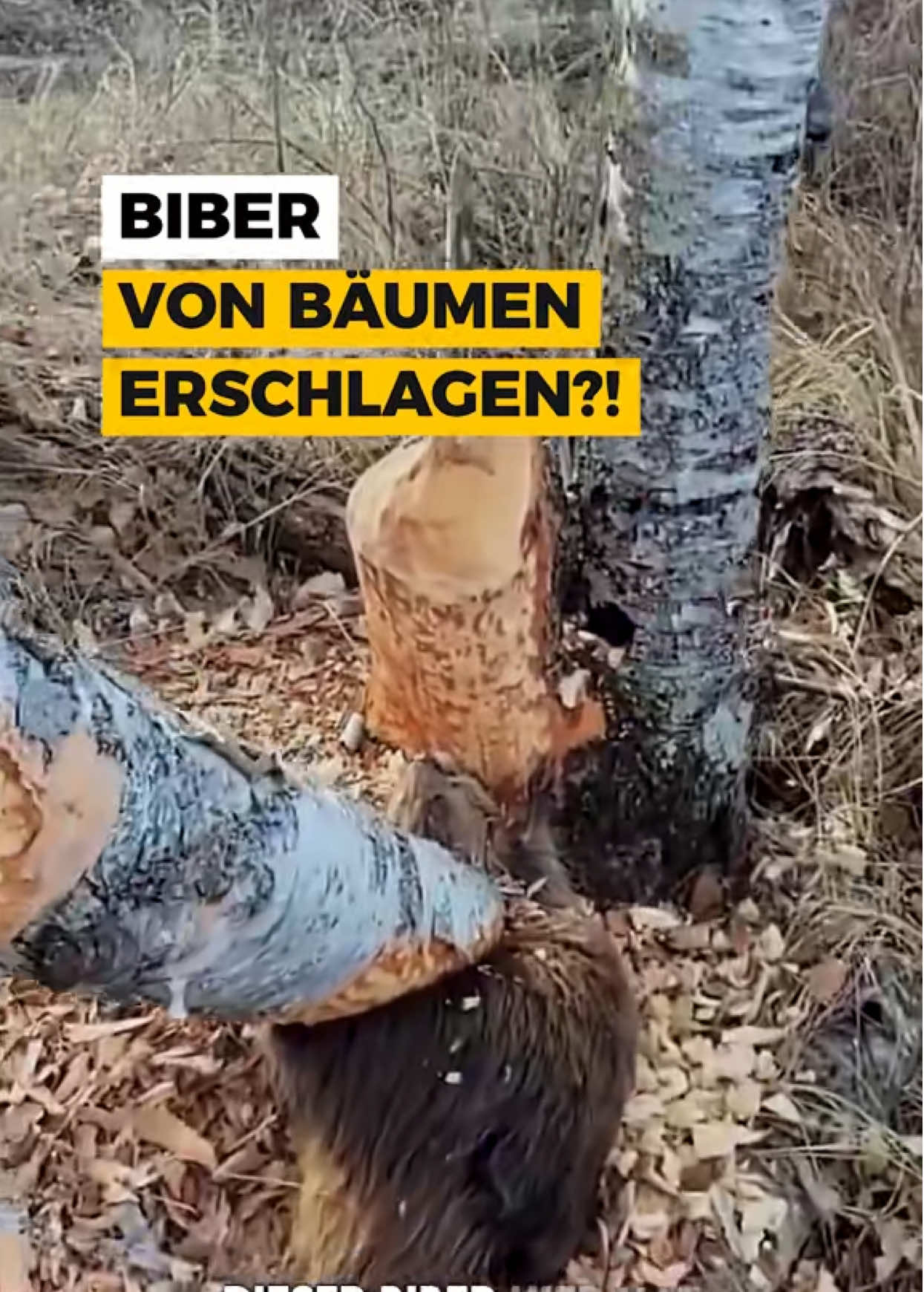 @Philipp Dubbert
