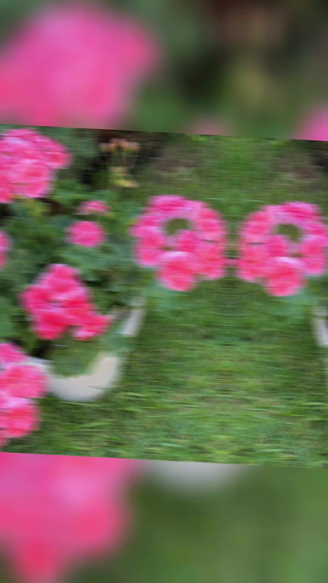 @Gül satışı🌸